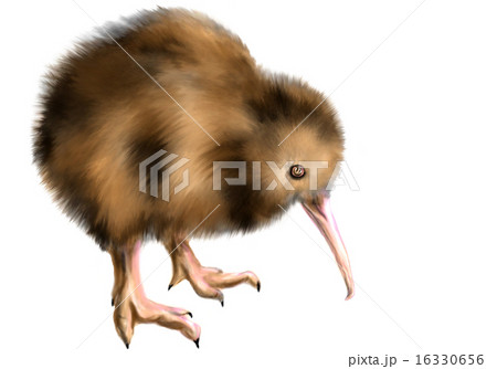 brown kiwi brown kiwi 16330656