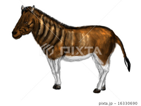 equus quagga quagga 16330690