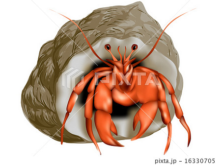 Hermit Crab Isolatedのイラスト素材