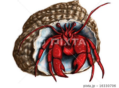 Hermit Crabのイラスト素材
