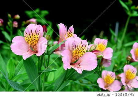 ユリズイセン 16330745