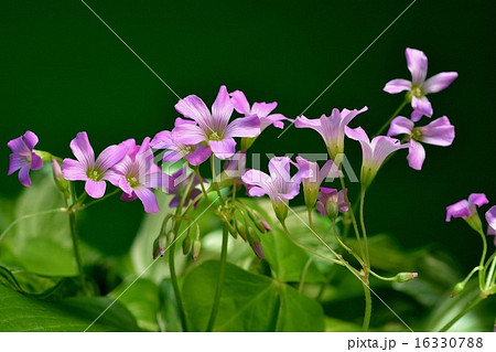 イモカタバミ イモカタバミ 16330788