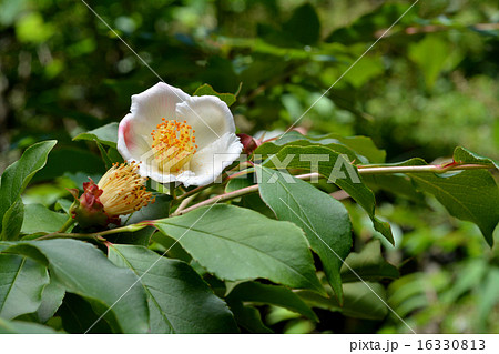 ウスベニナツツバキ 16330813