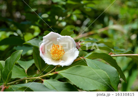 ウスベニナツツバキ 16330815