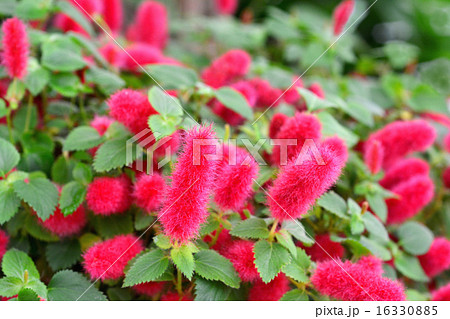 キャッツテール 16330885