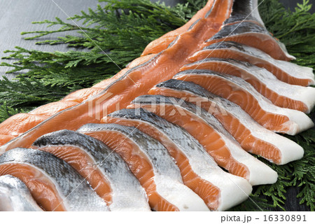 鮭 鮭 16330891
