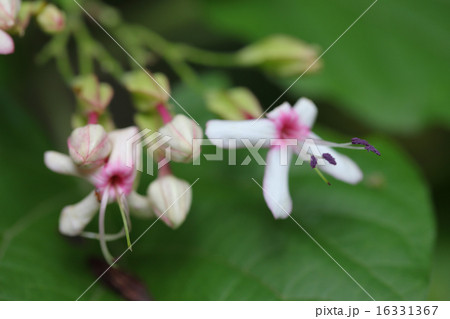 ショウロウクサギの花 ショウロウクサギの花 16331367