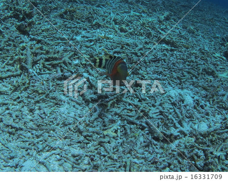沖縄・西表島の歯が鋭い魚 16331709