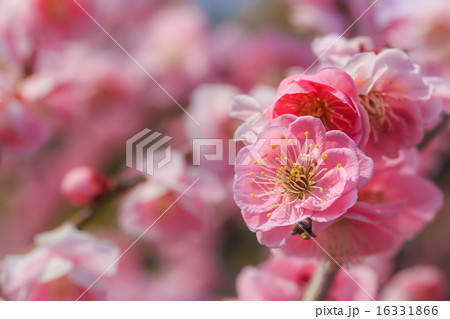 枝垂れ梅 16331866