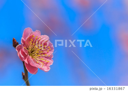 枝垂れ梅 16331867