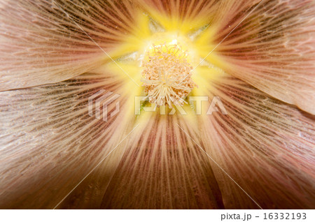 Mallow flower of cream colour 16332193