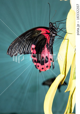 Butterfly Purple Rose or Pachliopta kotzebuea Butterfly Purple Rose or Pachliopta kotzebuea 16332207