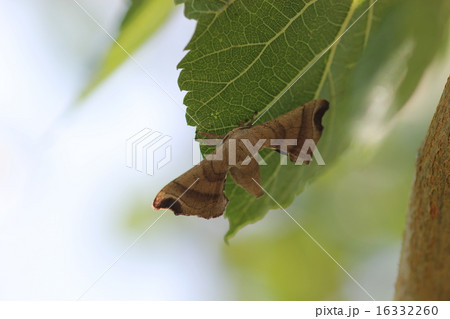 桑の葉にクワコ０２ 16332260