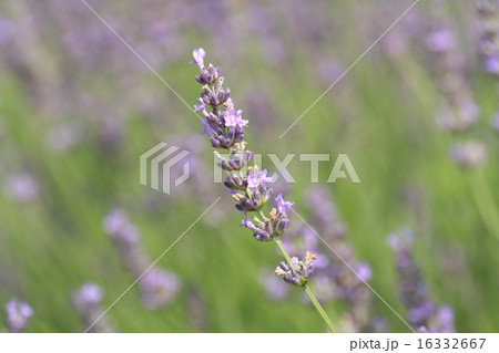ラベンダーの花 ラベンダーの花 16332667