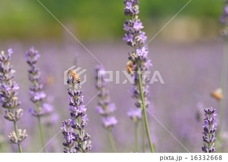 ラベンダーの花 ラベンダーの花 16332668