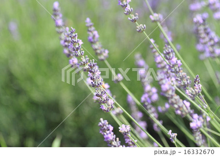 ラベンダーの花 16332670