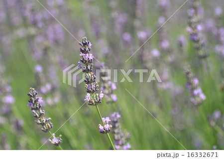 ラベンダーの花 ラベンダーの花 16332671