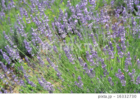 ラベンダーの花 ラベンダーの花 16332730