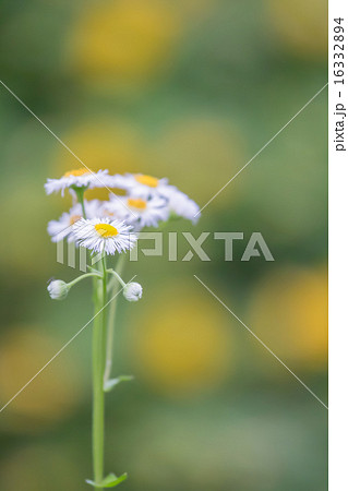 ヒメジオン　道端の小花 16332894