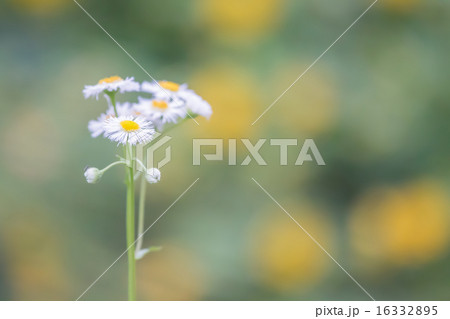 ヒメジオン　道端の小花 16332895