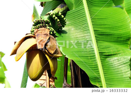 サンジャクバナナ 16333332