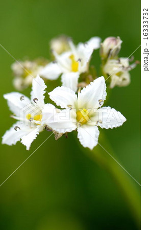 イワイチョウ イワイチョウ 16333732