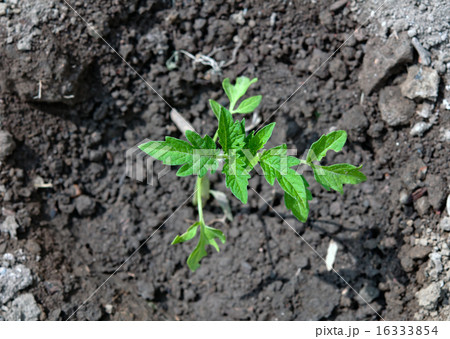 tomato plant tomato plant 16333854