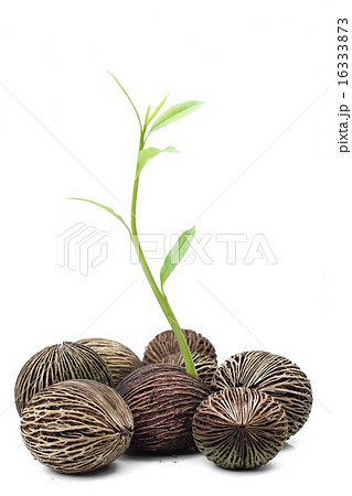 New life suicide tree seed 16333873