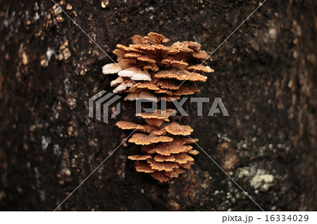 Schizophyllum commune mushroom on tree 16334029