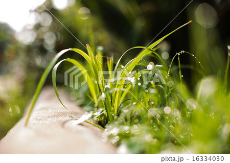 Fresh green grass with water drops Fresh green grass with water drops 16334030