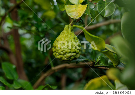 Bergamot on Tree (Kaffir Lime) Bergamot on Tree (Kaffir Lime) 16334032