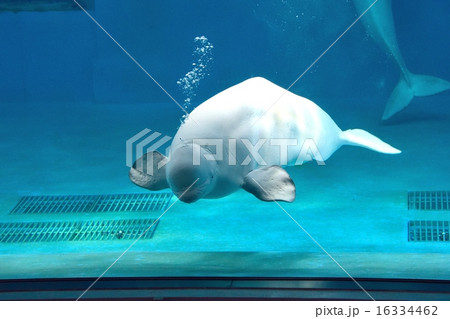 シロイルカ 16334462