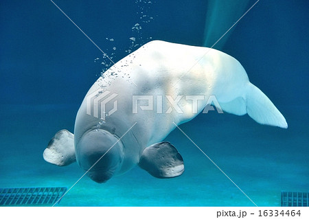 シロイルカ 16334464