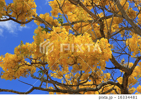 ノースショアの町　ハレイワ　　ハワイ　オアフ島 16334481