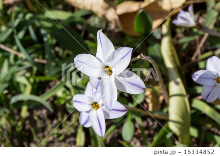 花韮・西洋甘菜(ハナニラ・セイヨウアマナ)の資料 花韮・西洋甘菜(ハナニラ・セイヨウアマナ)の資料 16334852