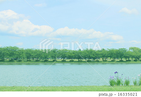 初夏の水元公園 16335021