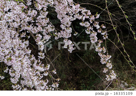 枝垂桜の枝の資料 16335109