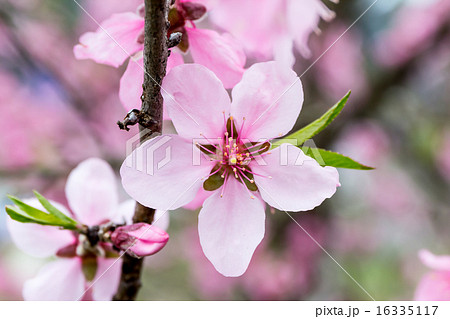 桃の花冠の資料 16335117