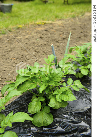 ジャガイモの苗 16335194
