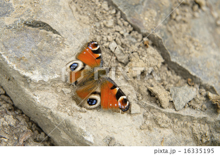 クジャクチョウ クジャクチョウ 16335195