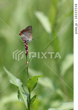 イヌタデの花とベニシジミ０３ 16335548