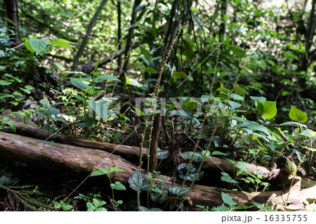 哨吶草(チャルメルソウ)の蒴果の資料 哨吶草(チャルメルソウ)の蒴果の資料 16335755