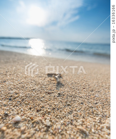 波打ち際 16336166