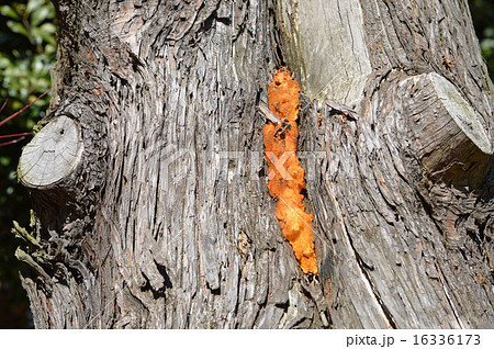 サワラ（椹） 16336173