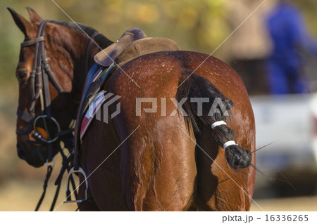 Polo Horse Pony 16336265