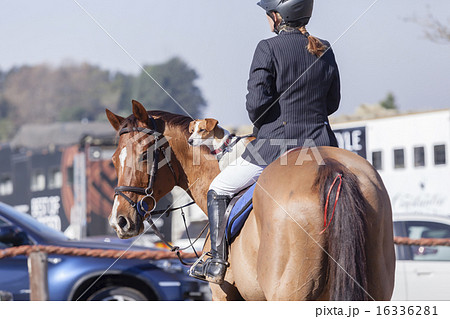 Horse Dog Rider Horse Dog Rider 16336281
