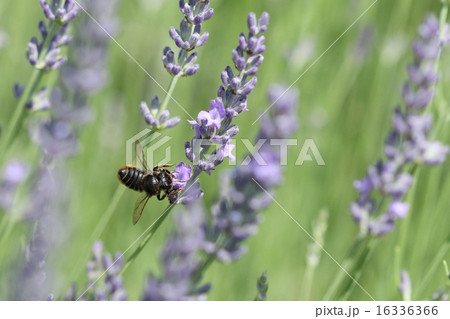 生き物 昆虫 ムナカタハキリバチ、メス。別名『スミゾメハキリバチ』なかなかじっとしてしてくれません 生き物 昆虫 ムナカタハキリバチ、メス。別名『スミゾメハキリバチ』なかなかじっとしてしてくれません 16336366