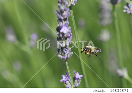 生き物 昆虫 ムナカタハキリバチ、『スミゾメハキリバチ』のオスです。メスと姿が全然違います 生き物 昆虫 ムナカタハキリバチ、『スミゾメハキリバチ』のオスです。メスと姿が全然違います 16336371