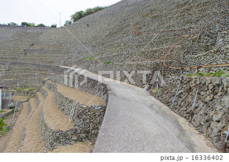 宇和島段々畑 16336402