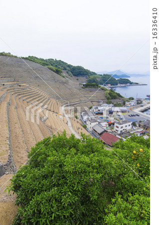 宇和島段々畑 16336410